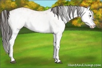 Horse Color:White Spotted Bay Splash  and White Spotted Bay Splash 