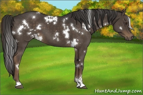 Horse Color:White Spotted Liver Chestnut Sabino