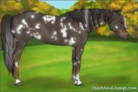 Horse Color:White Spotted Liver Chestnut Sabino