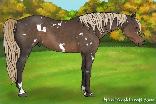 Horse Color:White Spotted Liver Chestnut Sabino 
