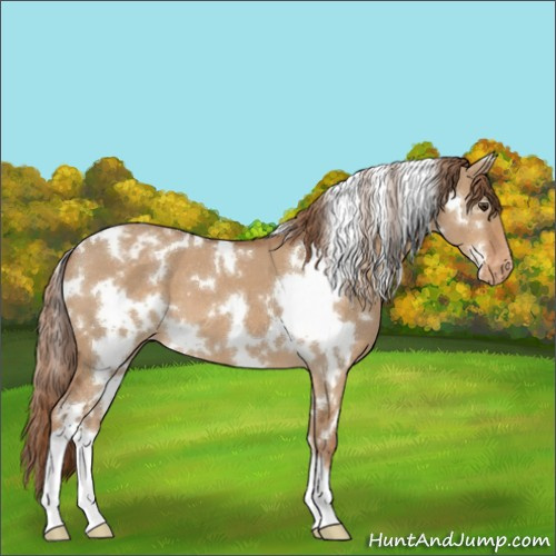 Horse Color:White Spotted Red Dun Varnish