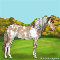 Horse Color:White Spotted Red Dun Varnish 