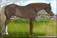 Horse Color:Liver Chestnut Rabicano 
