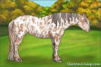 Horse Color:Sable Champagne Near Leopard  and Gold Champagne Near Leopard 