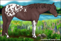 Horse Color:Chocolate Black Tobiano Appaloosa 