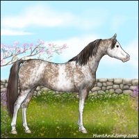 Horse Color:White Spotted Liver Red Dun 