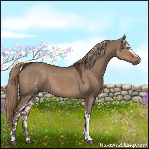 Horse Color:White Spotted Liver Red Dun