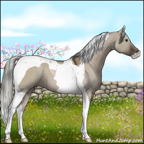 Horse Color:Liver Red Dun Tobiano