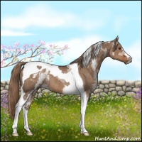 Horse Color:White Spotted Liver Red Dun Tobiano 