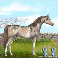 Horse Color:White Spotted Liver Red Dun Brindle 