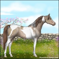 Horse Color:Liver Red Dun Tobiano