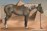 Horse Color:Chocolate Palomino Sabino Appaloosa Rabicano