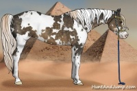 Horse Color:White Spotted Chocolate Palomino Sabino 