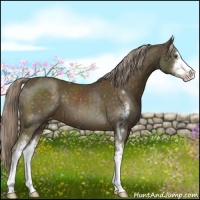 Horse Color:Chocolate Palomino Sabino Appaloosa 
