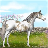 Horse Color:White Spotted Chocolate Palomino Splash 