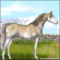 Horse Color:Chocolate Palomino Dun Sabino Splash Rabicano 