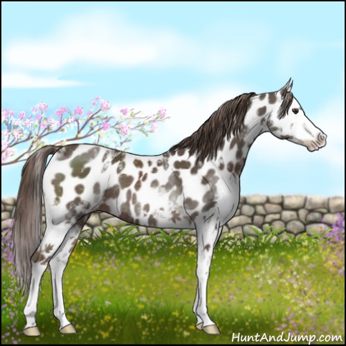 Horse Color:White Spotted Liver Chestnut Sabino Splash Near Leopard