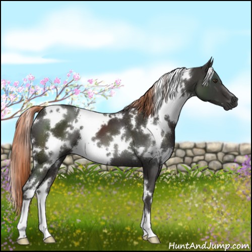 Horse Color:White Spotted Liver Chestnut 