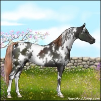 Horse Color:White Spotted Liver Chestnut 