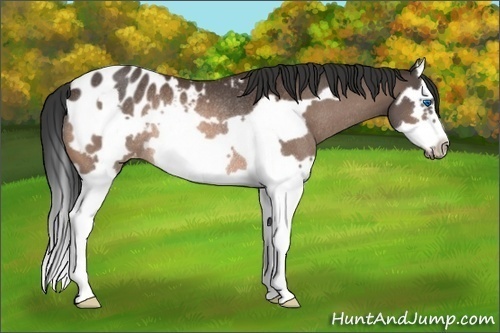 Horse Color:Bay Splash Frame Appaloosa Rabicano 