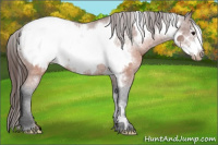 Horse Color:Brown Frame Appaloosa Rabicano
