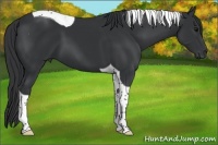 Horse Color:Black Tobiano 