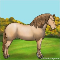 Horse Color:Bay Pearl 