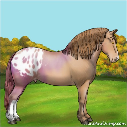 Horse Color:Bay Pearl Appaloosa 