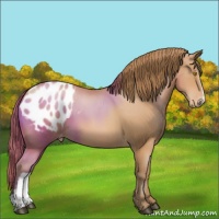 Horse Color:Bay Pearl Appaloosa 
