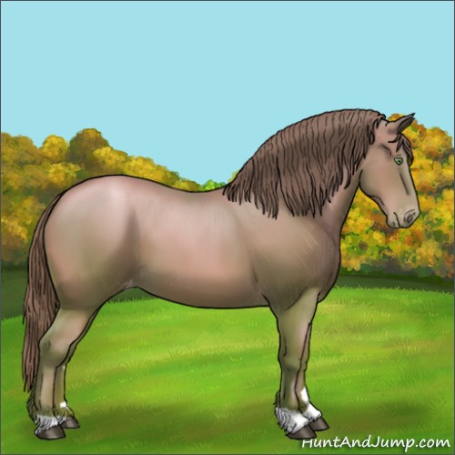 Horse Color:Bay Pearl Appaloosa 