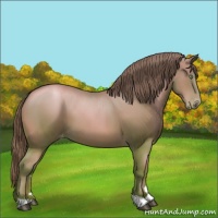 Horse Color:Bay Pearl Appaloosa 