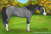 Horse Color:Blue Roan Splash 