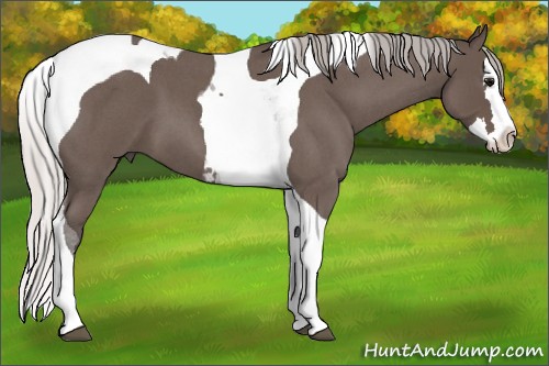 Horse Color:Silver Blue Roan Splash Tobiano