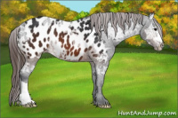 Horse Color:Brown Ice Appaloosa 
