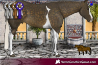 Horse Color:Silver Buckskin Sabino Splash Tobiano 