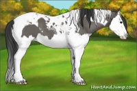 Horse Color:Grullo Splash Tobiano 