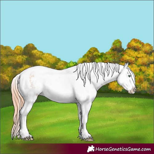 Horse Color:Amber Champagne Dun Splash Tobiano Appaloosa 