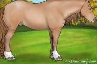 Horse Color:Bay Pearl