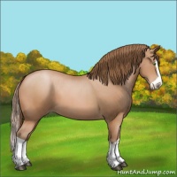 Horse Color:Bay Pearl Splash 