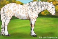 Horse Color:White Spotted Silver Bay Pearl Appaloosa 