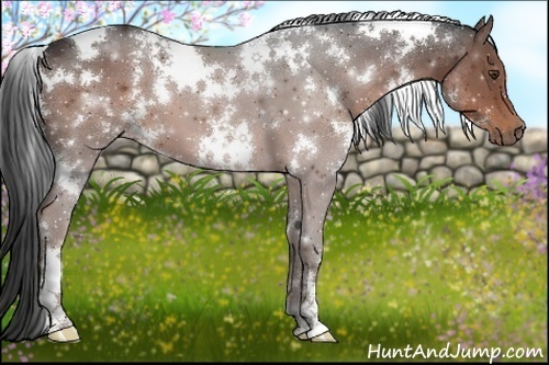 Horse Color:White Spotted Liver Chestnut 