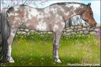 Horse Color:White Spotted Liver Chestnut