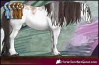 Horse Color:White Spotted Bay Dun 