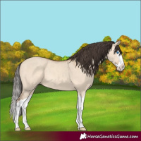 Horse Color:Amber Champagne Dun Splash 