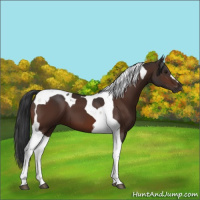 Horse Color:Brown Tobiano 