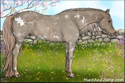 Horse Color:White Spotted Chocolate Palomino 