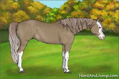 Horse Color:Chocolate Palomino Dun Splash 