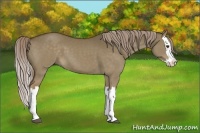 Horse Color:Chocolate Palomino Dun Splash 