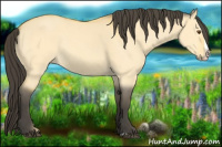 Horse Color:Buckskin Dun Splash