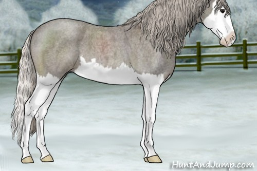 Horse Color:Silver Blue Roan Splash